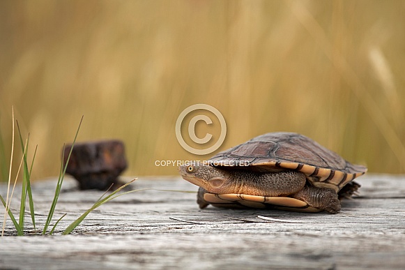 Eastern snake-necked turtle.