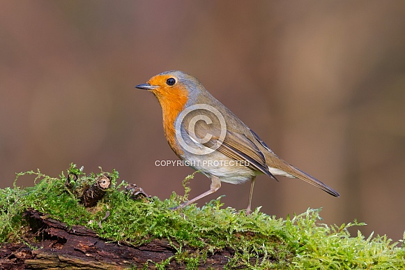 Robin