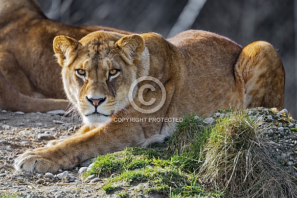 Serious but pretty lioness