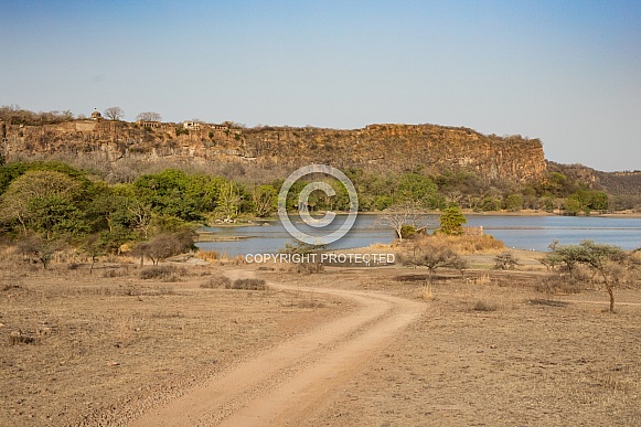 Beautiful tiger in the nature habitat. Tiger pose in amazing light. Wildlife scene with wild animal. Indian wildlife. Indian tiger. Panthera tigris tigris. Beautiful tiger in the nature habitat. Tiger pose in amazing light. Wildlife scene with wild animal. Indian wildlife. Indian tiger. Panthera tigris tigris.