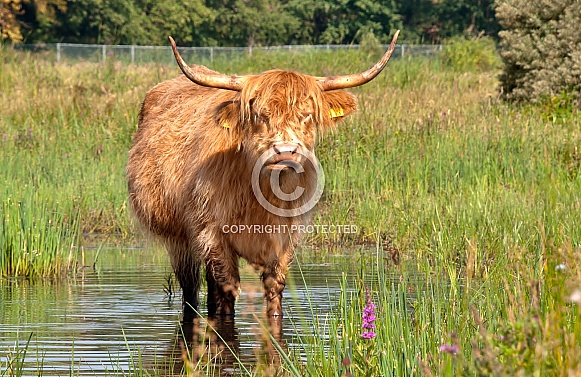 Highland cattle Highland cattle