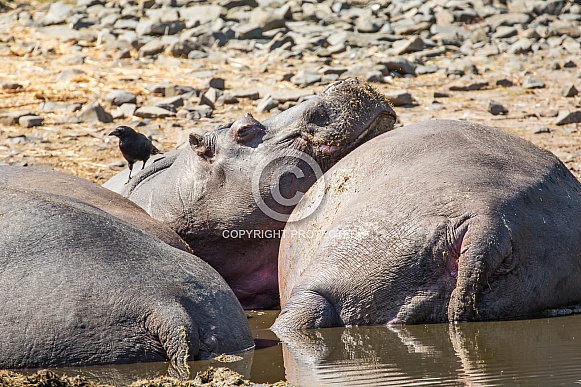 Hippopotamus Hippopotamus