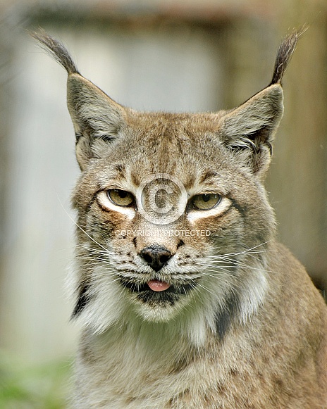 syberian lynx