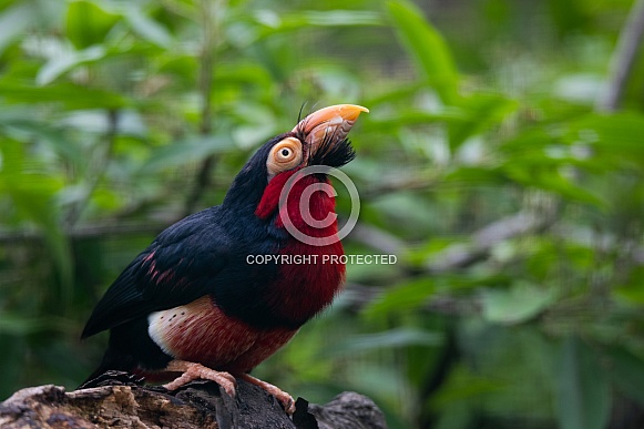 bearded barbet bearded barbet