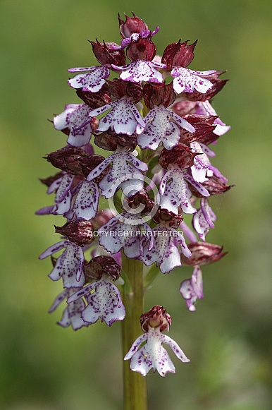 Lady orchid Lady orchid