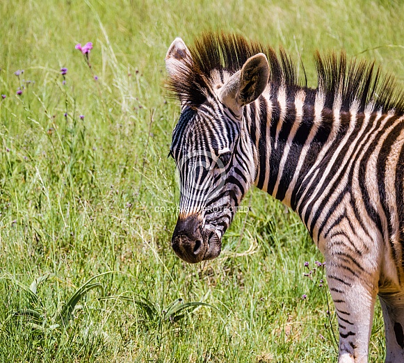Burchell's Zebra Foal Burchell's Zebra Foal
