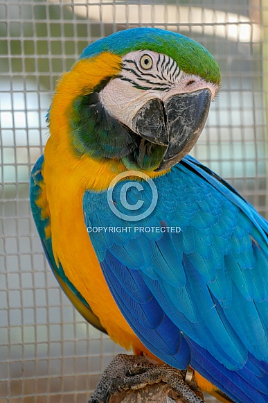 Macaw