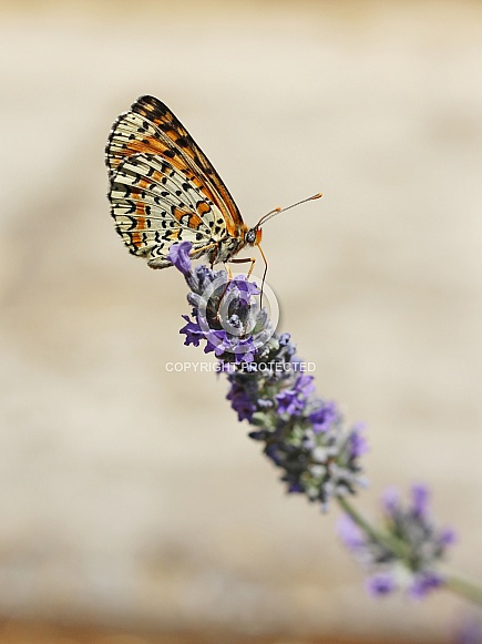 Fritillary Butterfly
