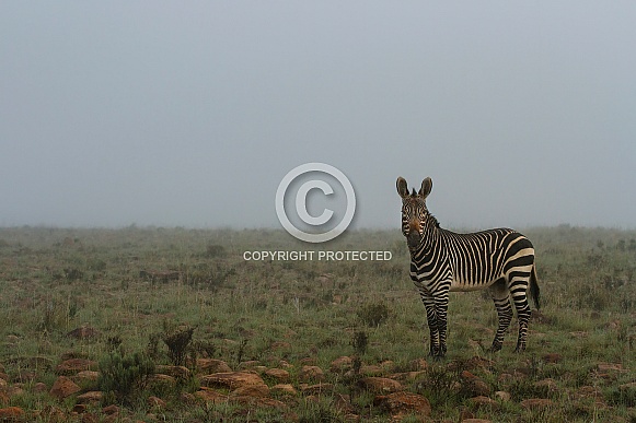Mountain Zebra in the mist