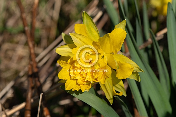 Heirloom Daffodils