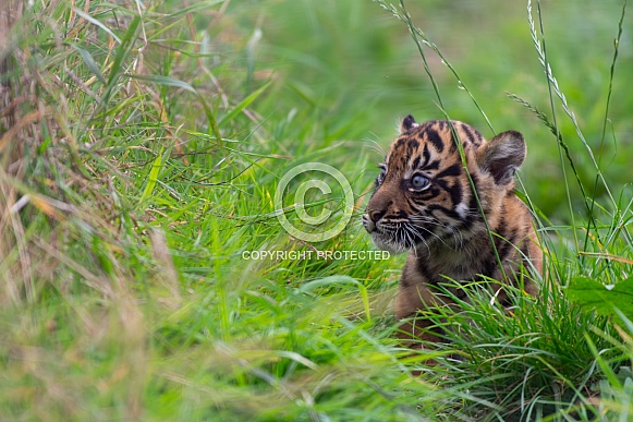 Tiger Cub
