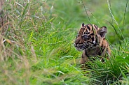 Tiger Cub
