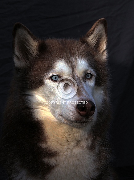 Husky Hound
