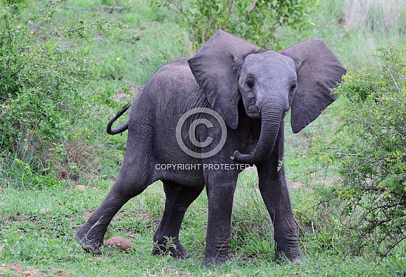 Elephant