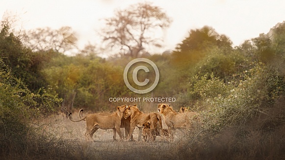 African lion portrait