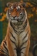 Amur Tiger Sitting Up Straight