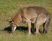 Red Wolf