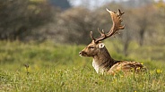 Fallow Deer