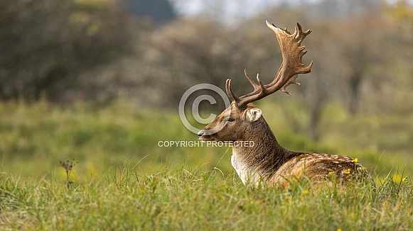 Fallow Deer
