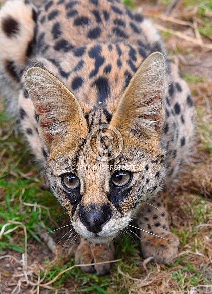 Serval Serval