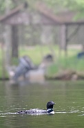 Common Loon (Gavia immer)