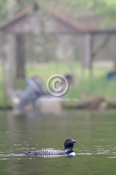 Common Loon (Gavia immer) Common Loon (Gavia immer)