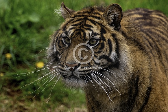 Sumatran Tiger Focused