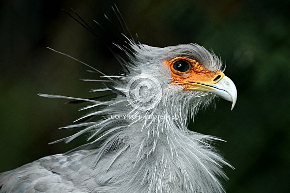 Secretary Bird Secretary Bird