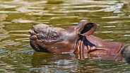 Young rhino in the water