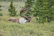 The reindeer or caribou (Rangifer tarandus)