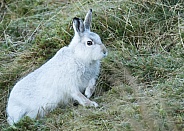 Mountain Hare on the Move