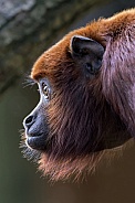Red howler monkey (Alouatta seniculus)
