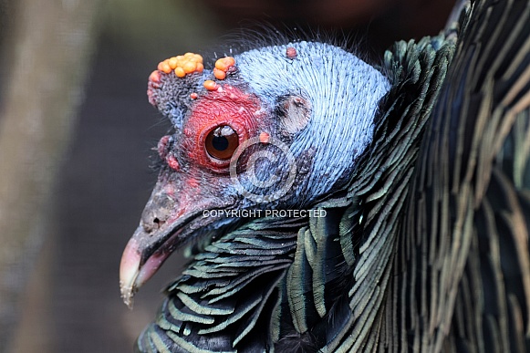 Ocellated turkey (Meleagris ocellata)