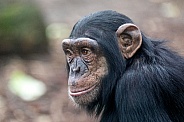 Chimpanzee (Pan troglodytes)