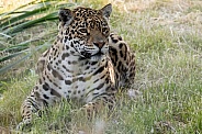 Jaguar Full Body Lying In The Grass