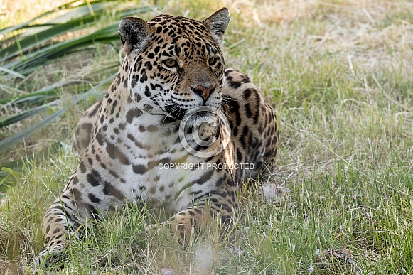 Jaguar Full Body Lying In The Grass