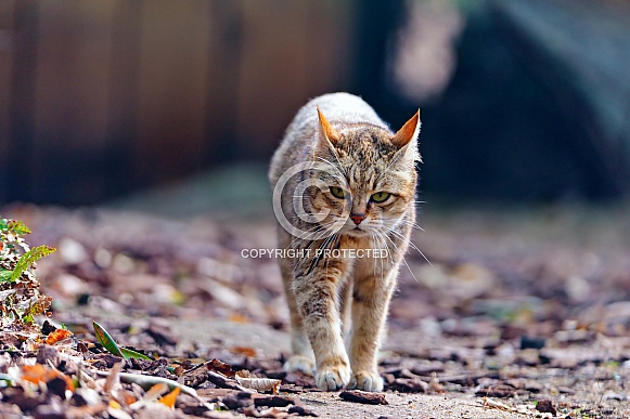 Wild Cat