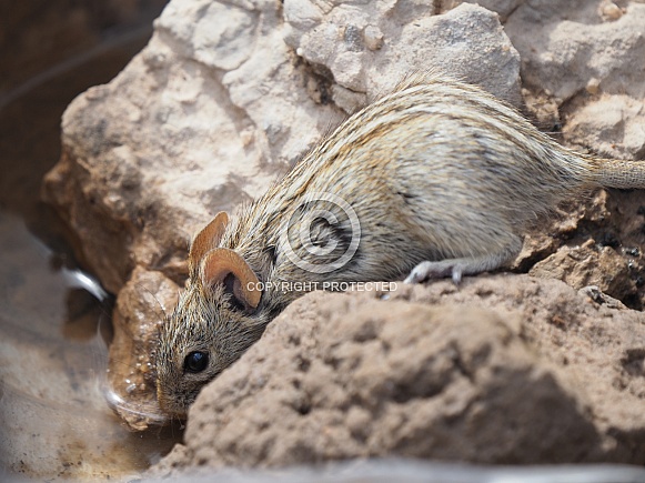 Striped Mouse