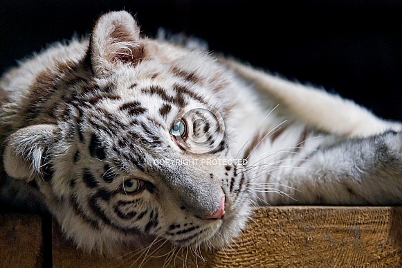 White Tiger