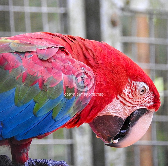 Macaw Macaw