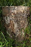 Fungi growing on a rotting tree stump
