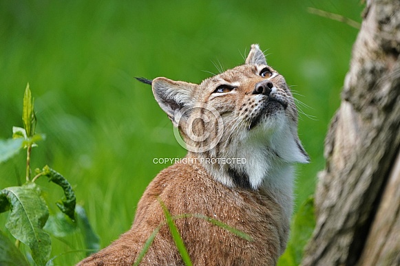 Eurasian Lynx