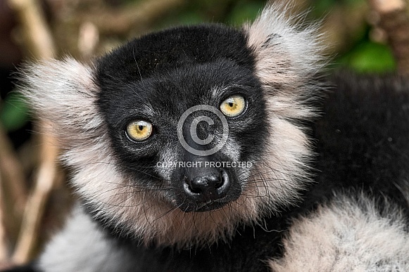 Black And White Belted Ruffed Lemur Face Shot