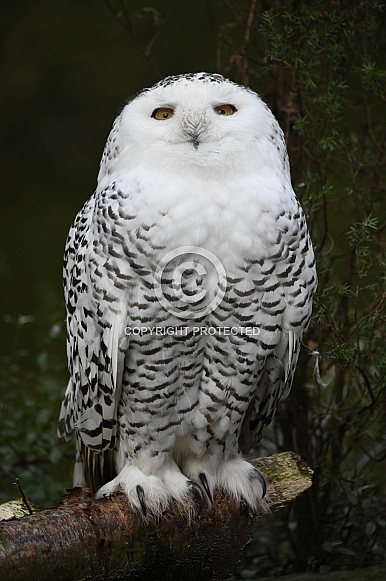 Snow owl