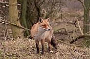 Red Fox (vulpesvulpes)