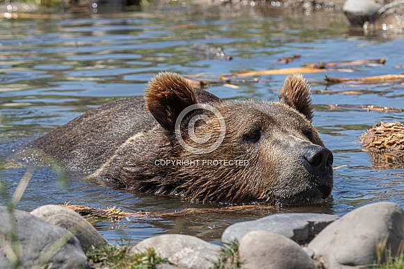 Grizzly Bear