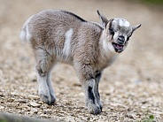 Young goat with open mouth