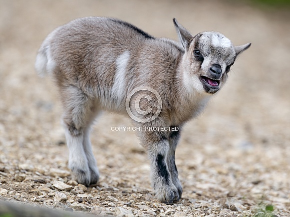 Young goat with open mouth