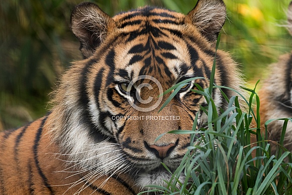 Sumatran Tiger Peeping Out Of Grass