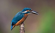 Female Kingfisher